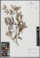 Foto von Salix alba L.